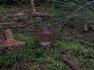 Klikni pro velký obrázek