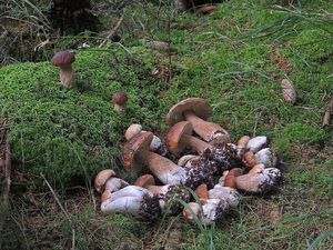 Klikni pro velký obrázek