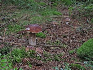 Klikni pro velký obrázek