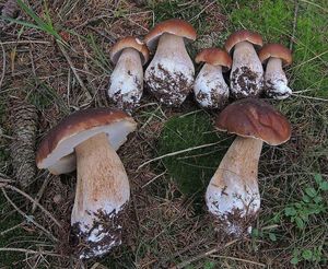 Klikni pro velký obrázek