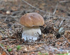 Klikni pro velký obrázek