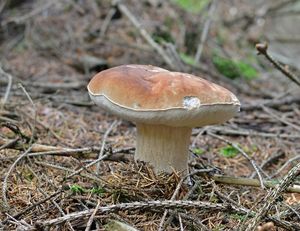 Klikni pro velký obrázek