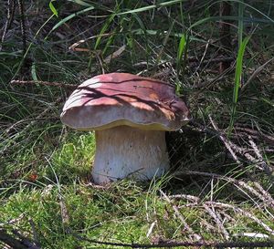 Klikni pro velký obrázek