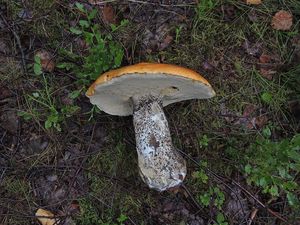 Klikni pro velký obrázek