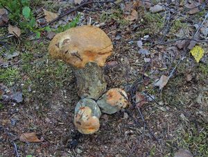 Klikni pro velký obrázek