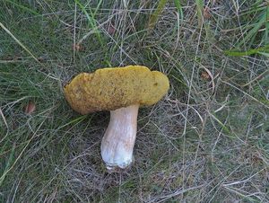 Klikni pro velký obrázek