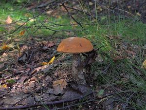 Klikni pro velký obrázek