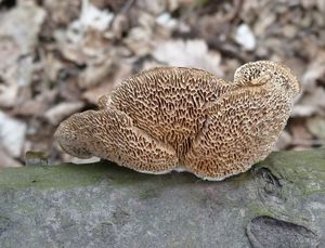 Klikni pro velký obrázek