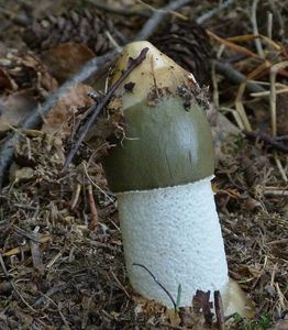 Klikni pro velký obrázek