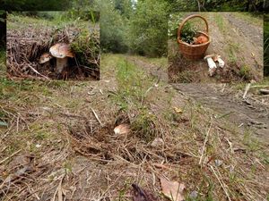 Klikni pro velký obrázek