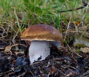 Klikni pro velký obrázek