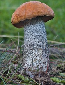 Klikni pro velký obrázek