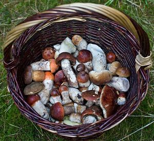 Klikni pro velký obrázek