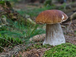 Klikni pro velký obrázek