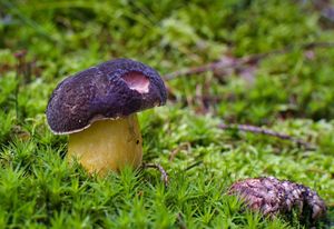 Klikni pro velký obrázek