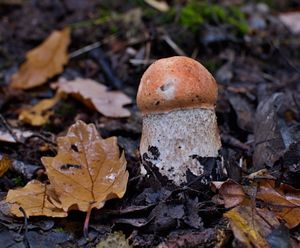 Klikni pro velký obrázek