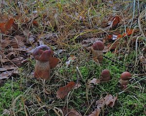 Klikni pro velký obrázek