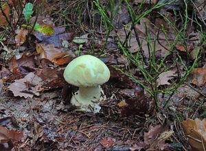 Klikni pro velký obrázek