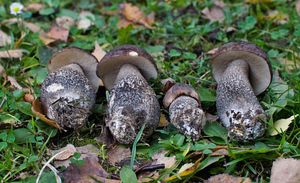 Klikni pro velký obrázek