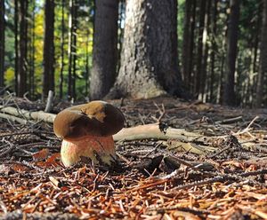 Klikni pro velký obrázek