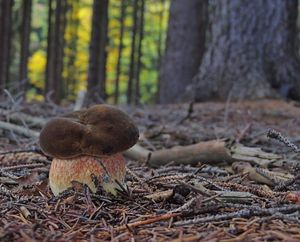 Klikni pro velký obrázek