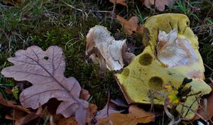 Klikni pro velký obrázek