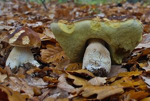 Klikni pro velký obrázek