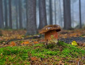 Klikni pro velký obrázek