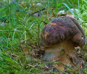 Klikni pro velký obrázek