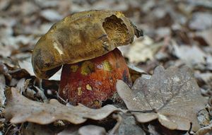 Klikni pro velký obrázek