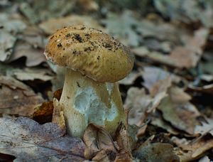 Klikni pro velký obrázek