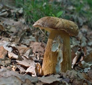 Klikni pro velký obrázek