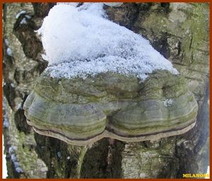 Troudnatec kopytovitý - Fomes fomentarius  (L.:Fr.) Fr.