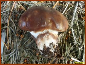 Klouzek obecný - Suillus luteus (L.) Roussel 1796