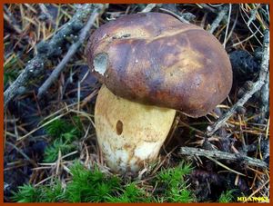Hřib hnědý - Imleria badia (Fr.) Vizzini