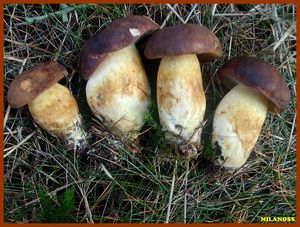 Hřib hnědý - Imleria badia (Fr.) Vizzini