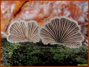 Klanolístka obecná - Schizophyllum commune Fr.: Fr.