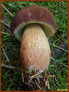 Hřib hnědý - Imleria badia (Fr.) Vizzini