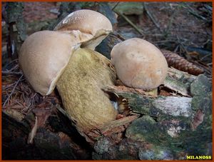 Hřib žlučník - Tylopilus felleus  (Bull.) P. Karst. 1881