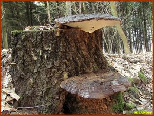 Lesklokorka ploská - Ganoderma applanatum