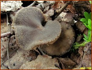 Závojenka jarní - Entoloma vernum S. Lundell 1937