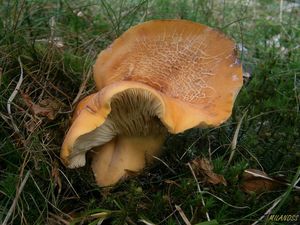 Klikni pro velký obrázek