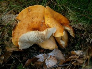 Ryzec syrovinka - Lactarius volemus (Fr.) Fr. 1838