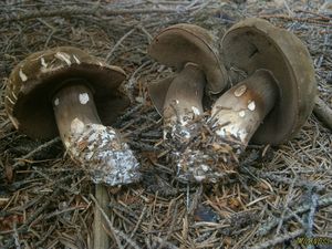 Hřib nachovýtrusý - Tylopilus porphyrosporus (Fr. & Hök) A.H. Sm. & Thiers 1971