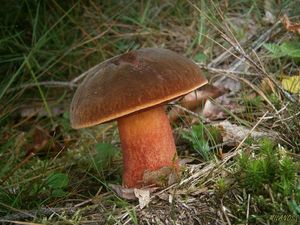 Klikni pro velký obrázek