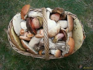 Klikni pro velký obrázek