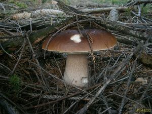 Klikni pro velký obrázek