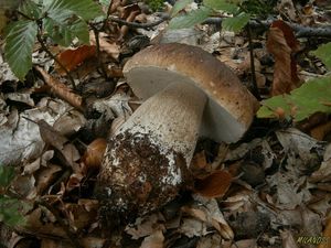 Klikni pro velký obrázek