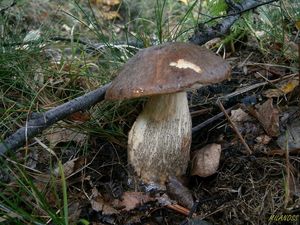 Klikni pro velký obrázek