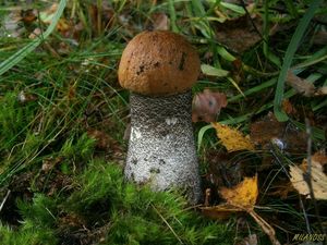 Klikni pro velký obrázek